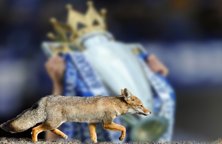 Youth soccer news - example of persistence - Blue fox - Leicester City FC worked hard to become the Premier League Champions 2016