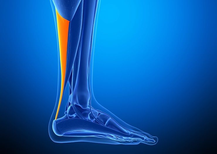 Youth soccer news - information on Achilles’ Tendon